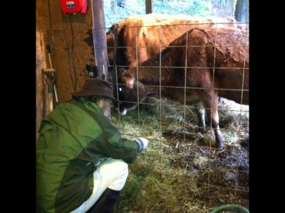 Dr. Keene kneels to swab the milking station which abutted the muddy paddock. Not surprisingly, the sample was positive for E. coli O157 which matched the human cases.