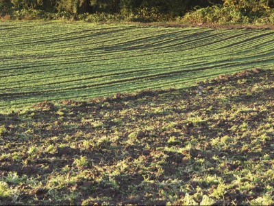 Parsley field at Cascade Pacific