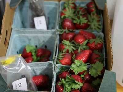 The actual museum artifact from the outbreak: a box of strawberries obtained from one of the stands.