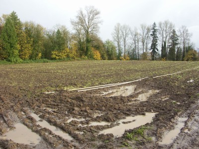 Muddy Parsley field