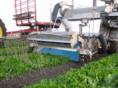 Spinach processing
