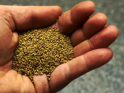 Handful of contaminated alfalfa seeds.