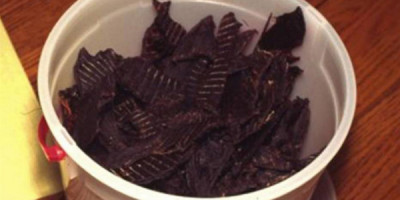 Venison deer jerky