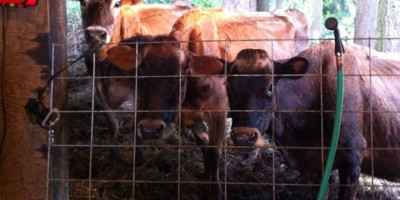 Three Jersey herdshare milkcows.