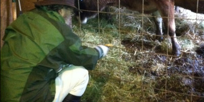 Dr. Keene kneels to swab the milking station.