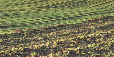 Parsley field at Cascade Pacific