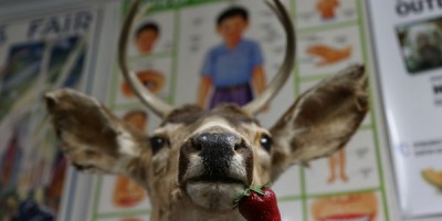 The deer head came from a resale shop.