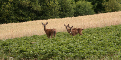 Deer are observed grazing the fields.