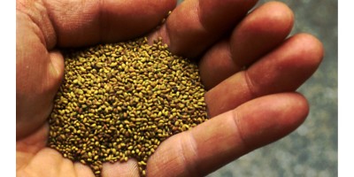 Handful of contaminated alfalfa seeds.