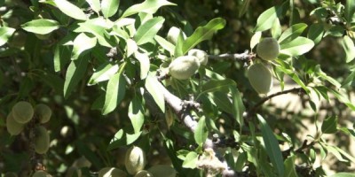 An almond’s journey from branch to palm: Step one, growing free on a tree.