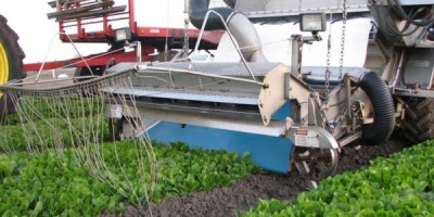 Spinach-processing-Farrar-1-1024x768