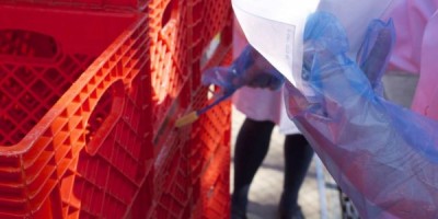 Epidemiologists swabbed in between crate crevices to get a good sample.