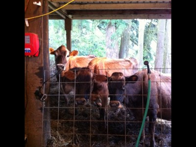 The Three Graces: Three Jersey herdshare milkcows await outside the milking station.