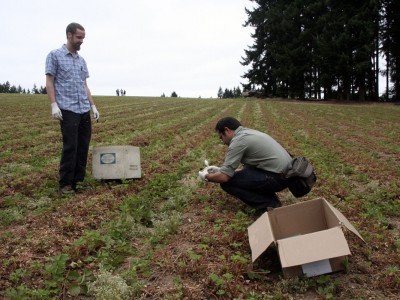 Specimen collection: deer feces are observed over wide areas of the strawberry fields. Specimen collection begins.