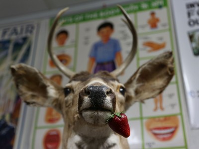 Though mounted in the museum, we did not harvest the deer as a result of the investigation: it came from a resale shop in Portland.