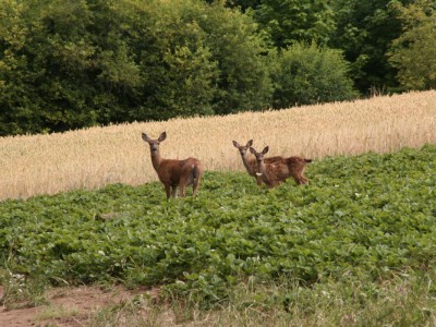 Deer are observed grazing the strawberry fields.