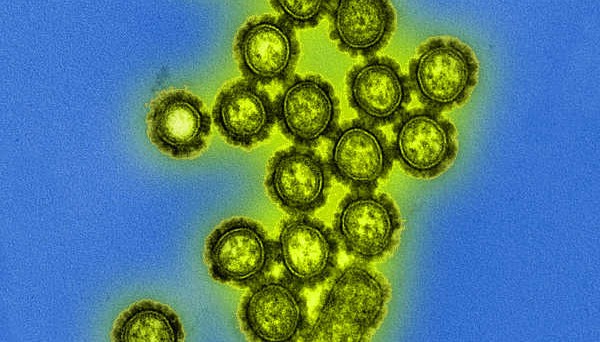 Norovirus