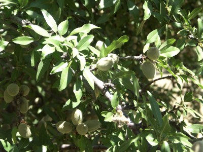 An almond’s journey from branch to palm: Step one, growing free on a tree.