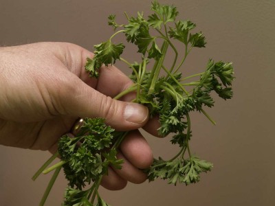 Parsley