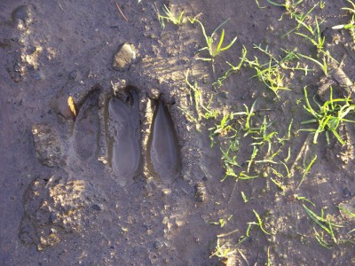 Deer track.