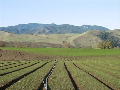 Spinach Farm